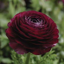Ranunkler blomsterløg, lilla - 12 stk. fra Florex | Fyldig dobbel ranunkel til have og vase Nærbillede af en dyb lilla ranunkel med mange lag papirtynde kronblade; produkt: Ranunkler blomsterløg, lilla - 12 stk., producent Florex, velegnet til have og snitblomster