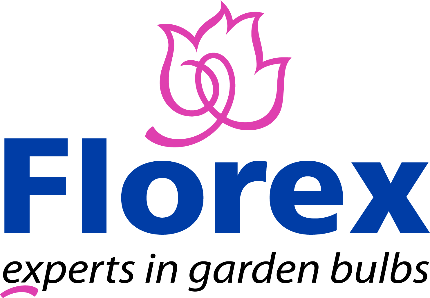 Florex-logo med lyserød tulipan og blå tekst — 'experts in garden bulbs' Florex firmalogo: lyserød tulipanikon over blå 'Florex' tekst med taglinen 'experts in garden bulbs'