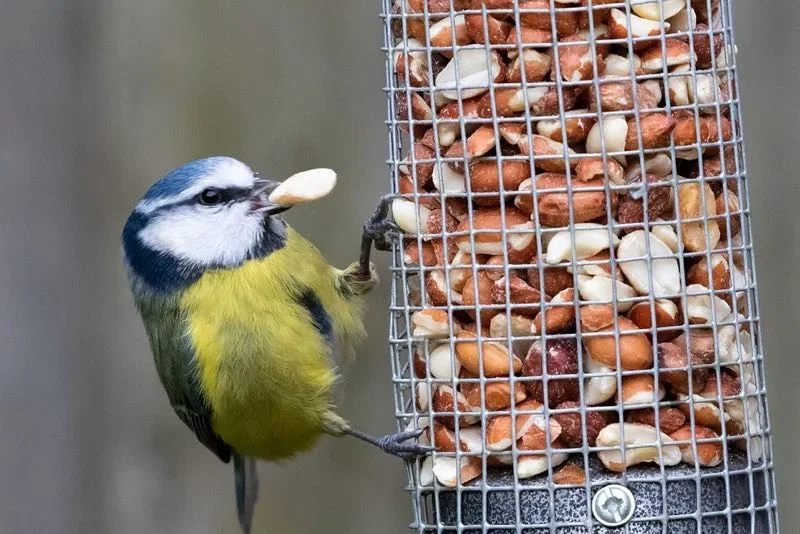 Blåmejse ved metal fuglemater fyldt med peanuts Blåmejse hænger på en metal fuglemater og holder en peanut i næbbet, nærbillede af fugl og nødder
