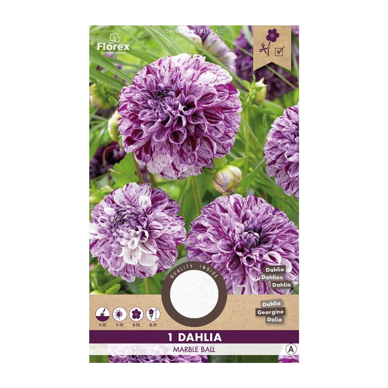 Lilla-hvid Dahlia Marble Ball blomster i haven