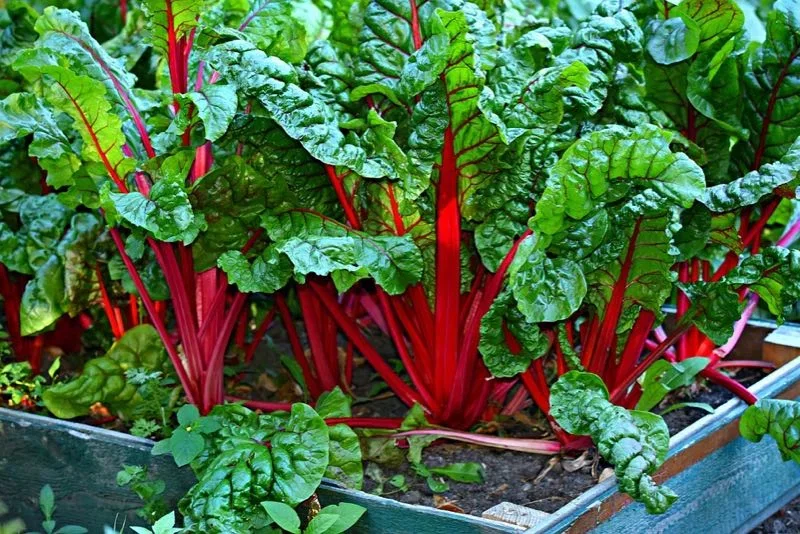 Nærbillede af frisk rød bladbede (Swiss chard) med skinnende grønne, krøllede blade og klare røde stængler i et træhøjbed