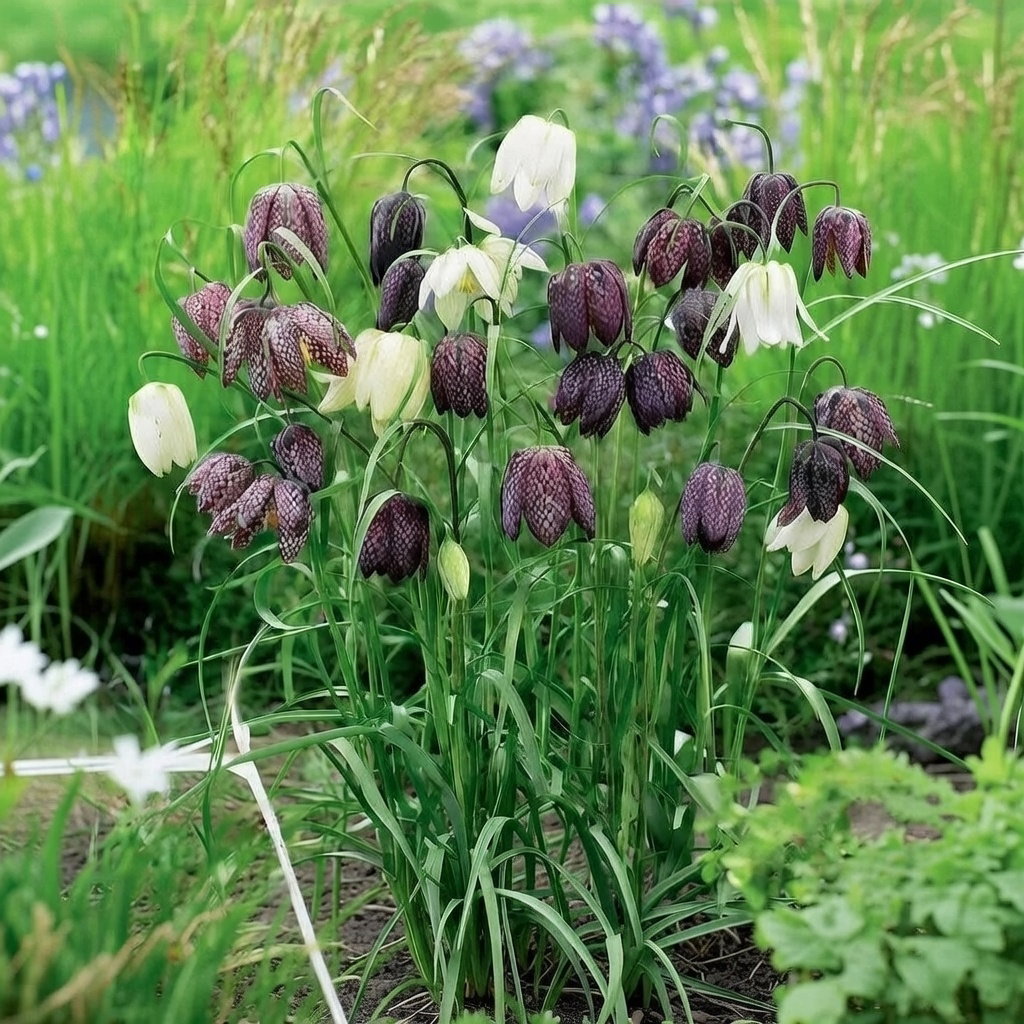 Vibeæg (Fritillaria meleagris) med hvide og lilla skakmønstrede klokkeformede blomster i forårsbed - sælges som 15 løg fra producenten Sperli