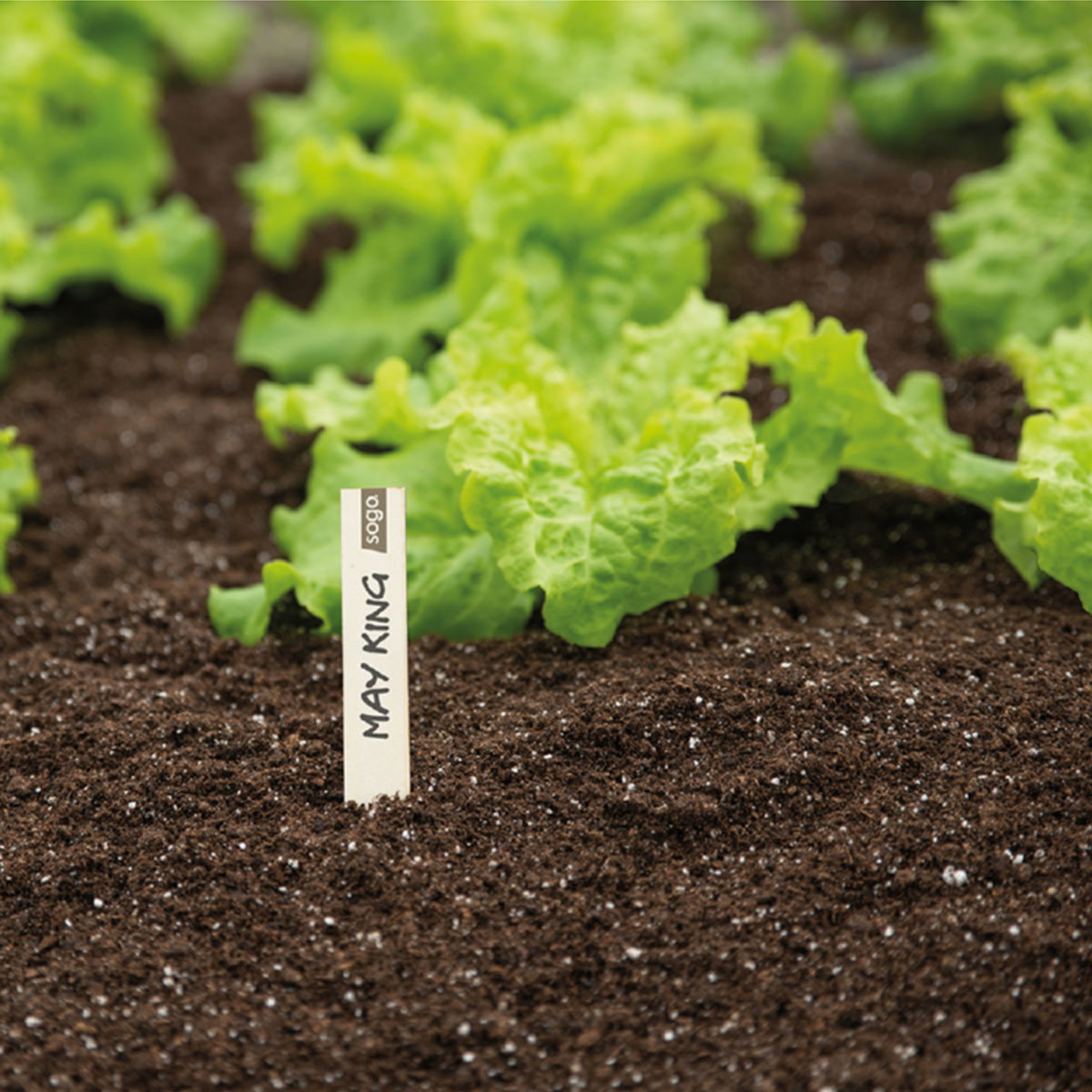 Plantepinde til blomster og grøntsager, 15 cm - 24 stk