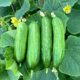Økologisk snackagurk 'Picolino F1' på planten: fire sprøde miniagurker (8–10 cm) med grønne blade og gule blomster, ideel til dyrkning i drivhus eller på friland