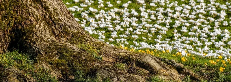 Nærbillede af en træstamme og brede rødder dækket af mos og græs, foran en mark med hvide og gule krokus i fuldt flor
