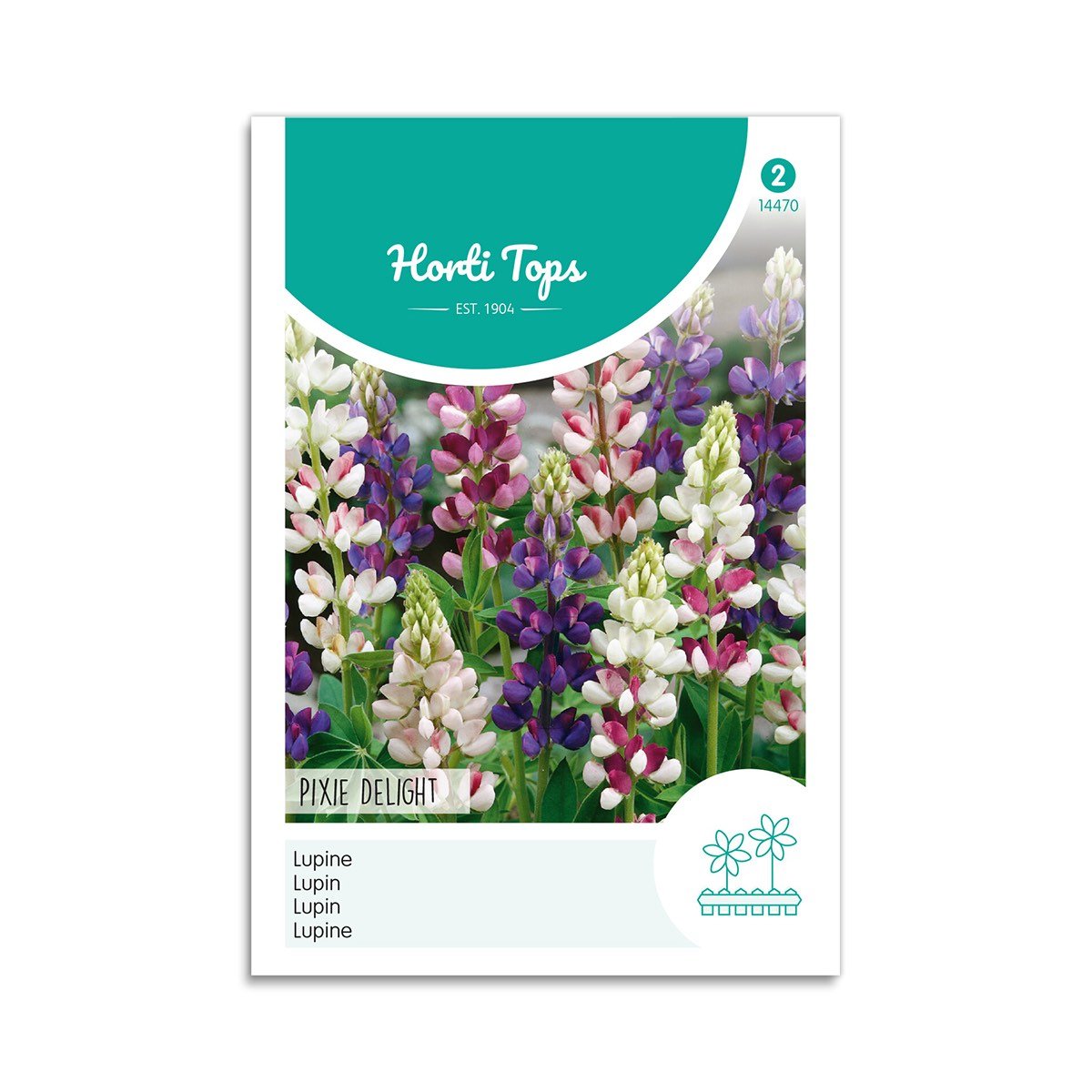 Lupin frø "Pixie delight"