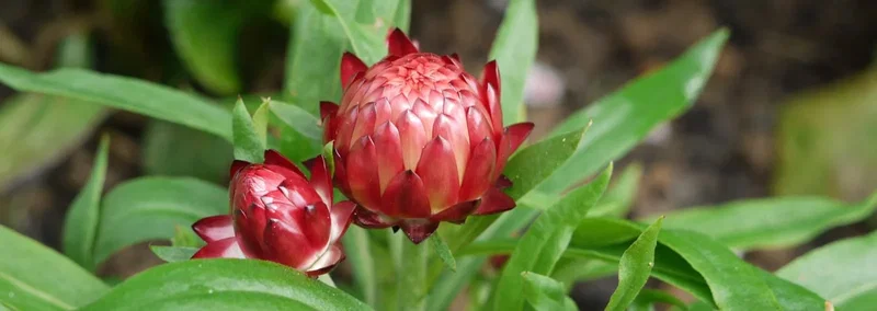 Nærbillede af to røde evighedsblomster (strawflower) i knop med skinnende kronblade og grønne blade i baggrunden