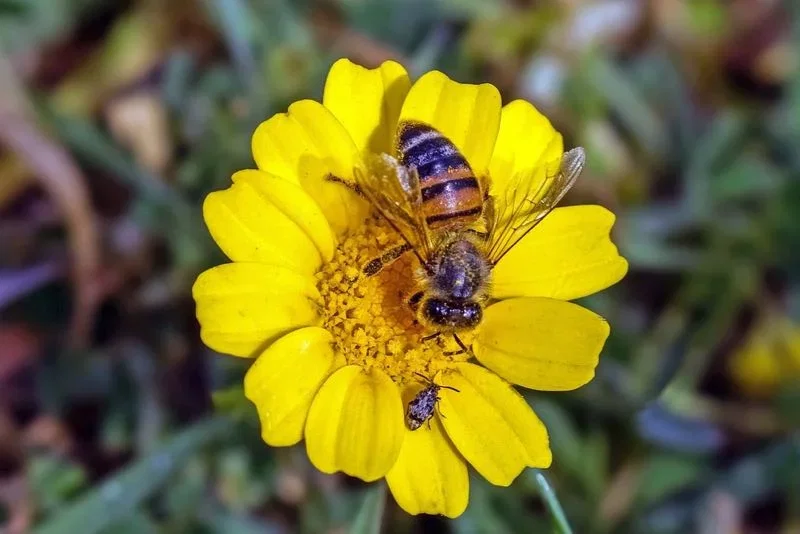 Nærbillede af en honningbi, der samler nektar på en gul blomst, med en lille bille på et af kronbladene