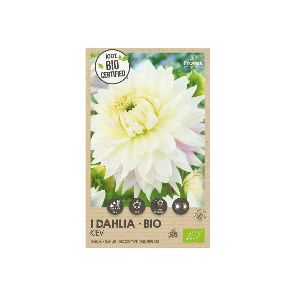 Frøpose med økologisk dahlia Kiev hvid blomst