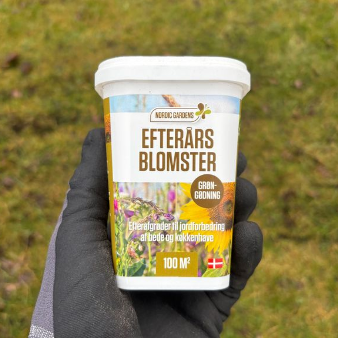 Hånd holder bøtte med Nordic Gardens "Efterårsblomster" 100 m² - blomsterblanding/efterafgrøde med solsikke, honningurt og oliehør til jordforbedring, næringsbinding og bekæmpelse af ukrudt
