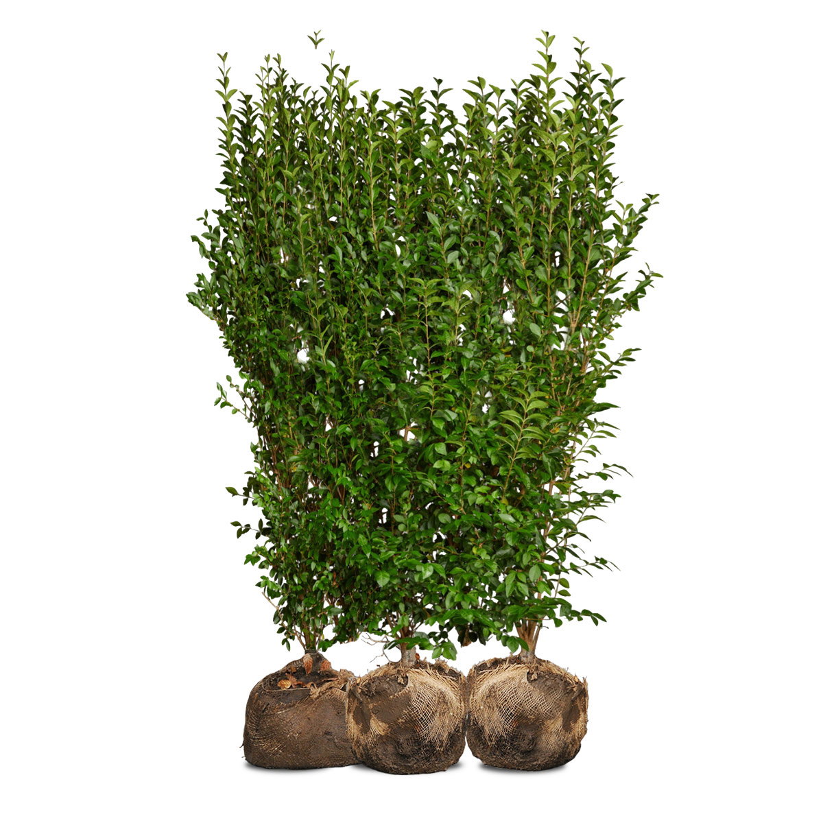 Tæt laurbærhækplante med rodklump