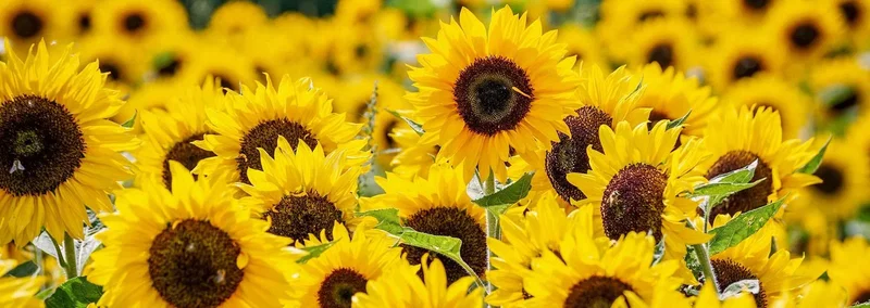 Mark med solsikker i fuldt flor Nærbillede af mange lysegule solsikker med mørke kerner på en solrig mark