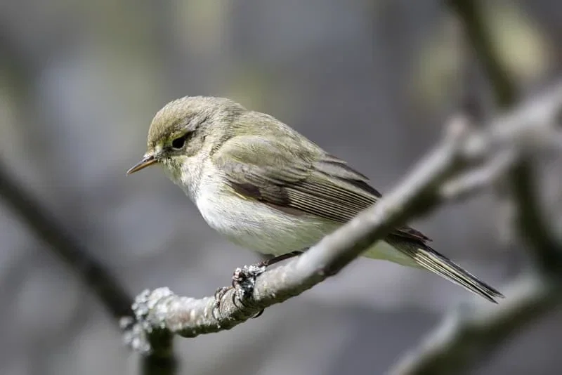 Nærbillede af lille olivengrøn fugl siddende på en gren - naturfoto Nærbillede af en lille olivengrøn fugl med lys underside, siddende på en lav gren med sløret naturlig baggrund