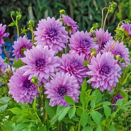 Dahlia 'Blue Boy' - 1 løg | Storblomstret blå-lilla dahlia fra Florex Nærbillede af Dahlia 'Blue Boy' (1 løg) med fyldte, lagdelte blå-lilla blomsterhoveder på lange stængler. Storblomstret, velegnet som snitblomst - plantevariant fra Florex.