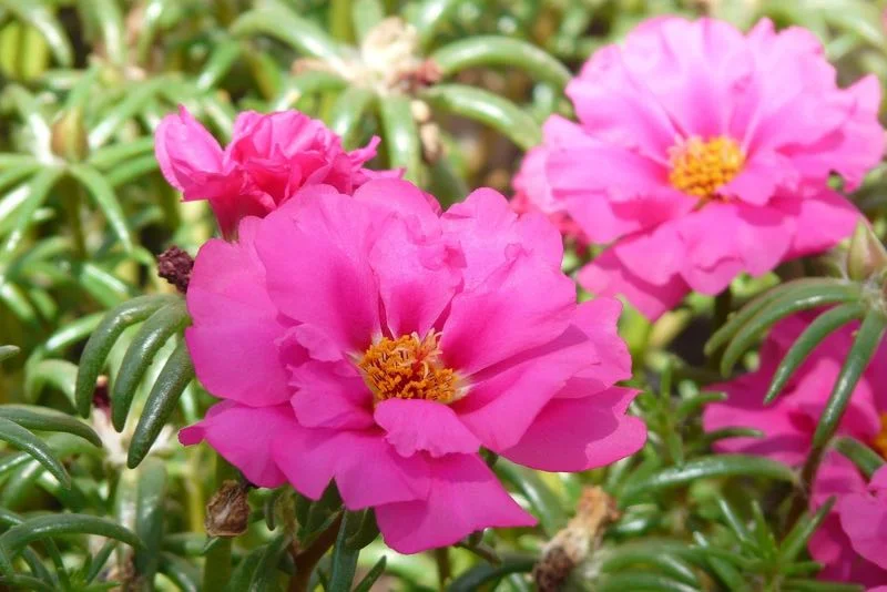 Pink portulaca (stenrose) i fuldt flor med gult centrum på grøn baggrund