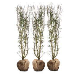 3 stk. hækplanter med rodklump Tre hækplanter med rodklump klar til plantning