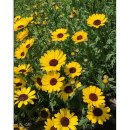Gule margueritter i sommerhaven Tætbed af gule margueritter i fuldt flor