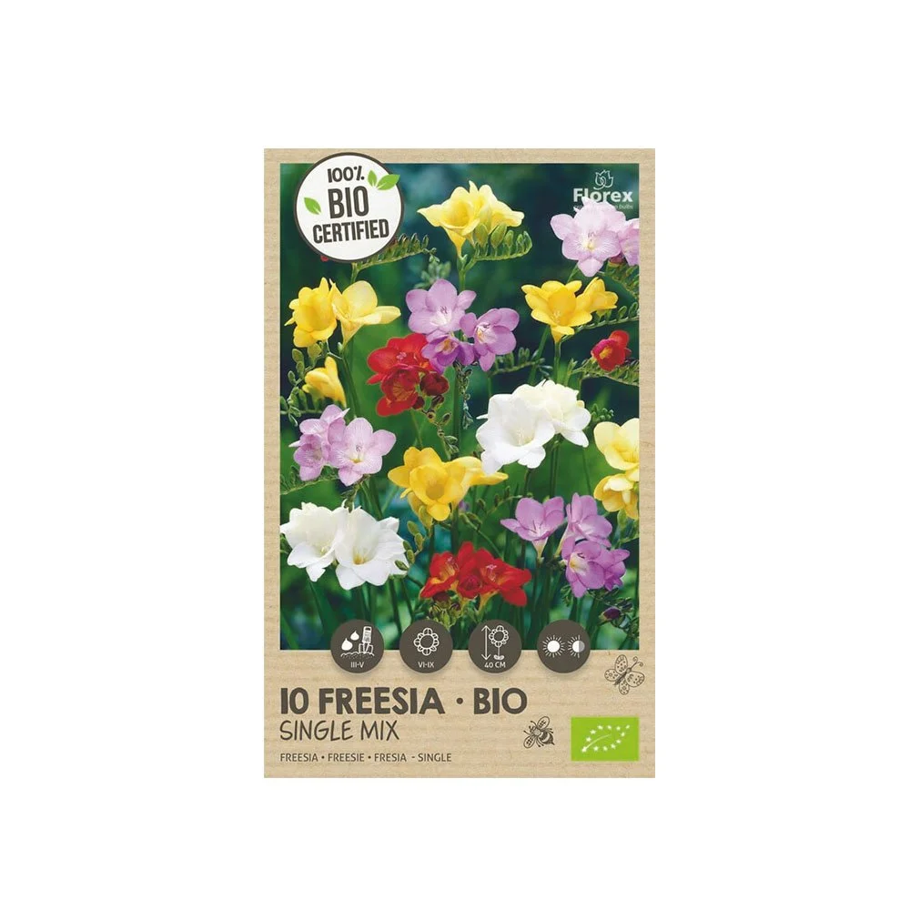 Pakke med 10 økologiske freesia løg i farvemix