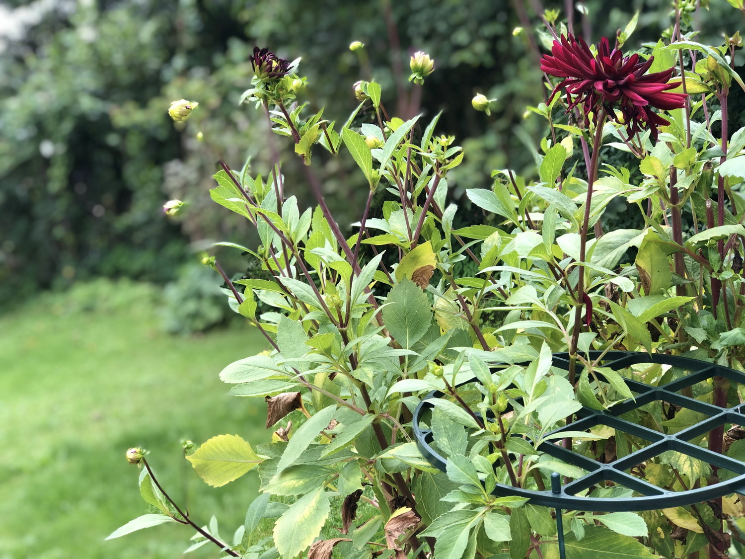 Mørkerød dahlia i frodig grøn have