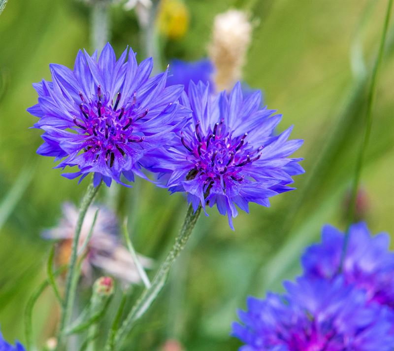 Nærbillede af blå kornblomster i grønt græs