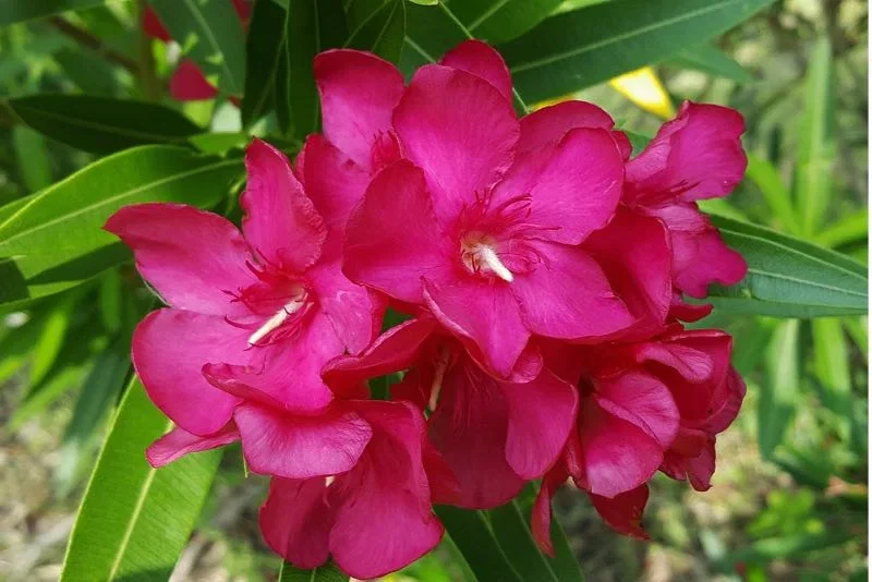 Nærbillede af en tæt klynge af intense pink oleanderblomster med lange, smalle grønne blade