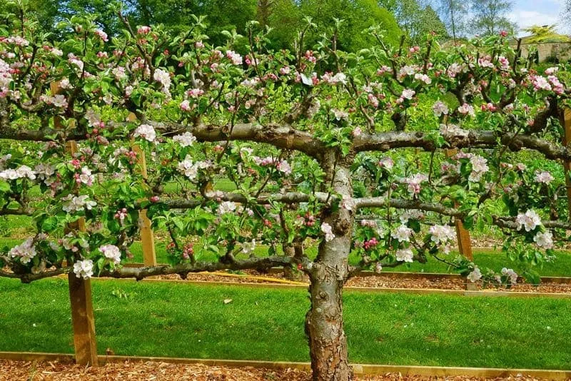Espalieret æbletræ med lyserøde og hvide blomster i have Bredt espalieret æbletræ med snoede grene og mange lyserøde og hvide blomster, plantet i en velplejet have med grøn græsplæne