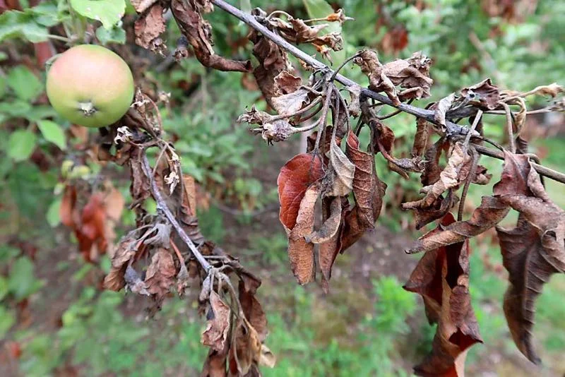 Nærbillede af tørre brunvisne blade og grene på et æbletræ med et umodent grønt æble i baggrunden