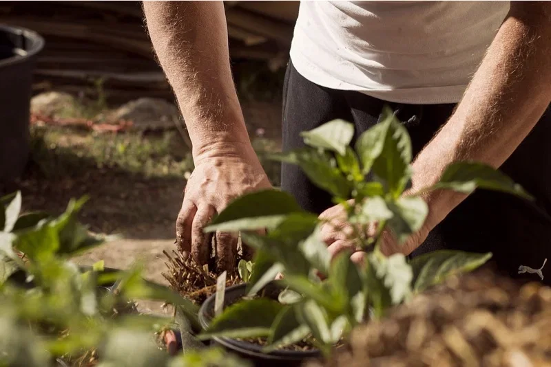 Nærbillede af hænder, der planter eller ompotter små grønne planter i sorte potter i en solbeskinnet have