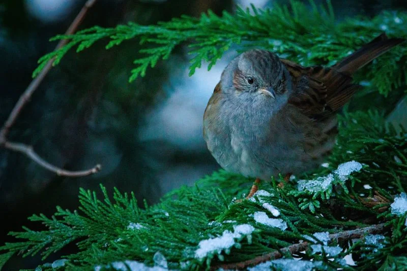 Lille spurv på grangren med sne Tæt foto af en lille spurv, der sidder på en grangren med sne, vinterstemning og grønne nåle