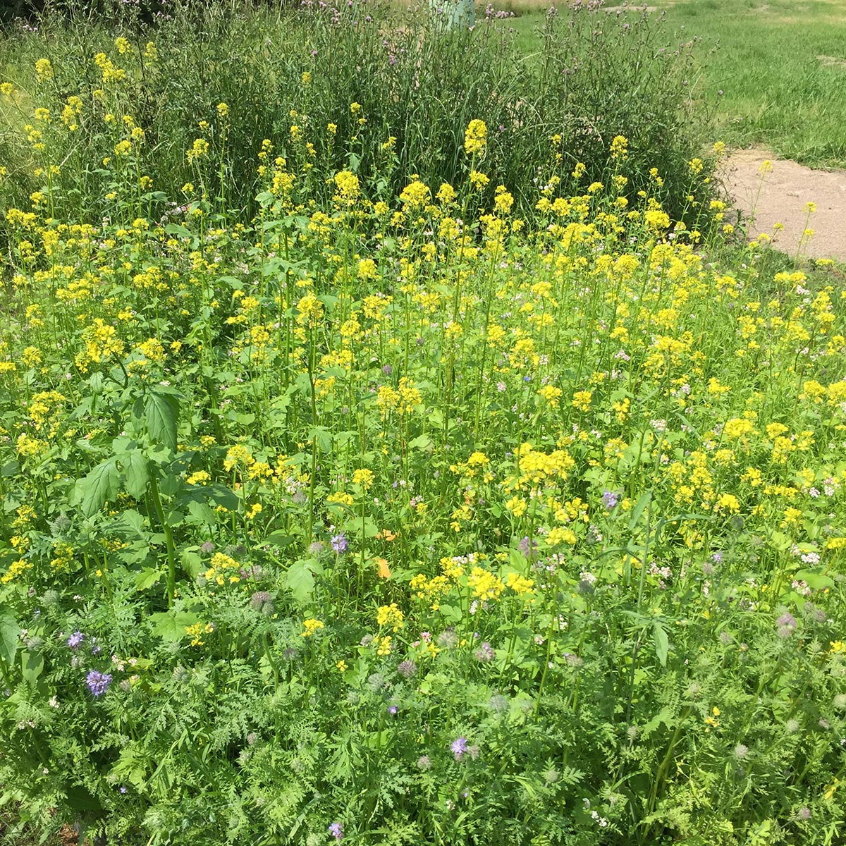 Tæt blomstereng med gule og lilla vilde blomster