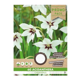 Acidanthera Callianthus løg, 60 stk. Pakke med 60 Acidanthera Callianthus blomsterløg