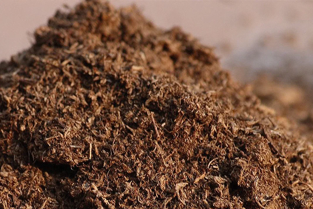 Nærbillede af mørk brun, fibret kokosjord (coco coir) til potteplanter og jordforbedring