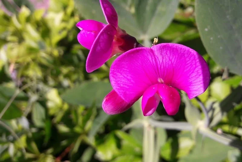 Nærbillede af en pink lyserød vildblomst med tydelige kronblade og grønne blade i blød, solbelyst baggrund
