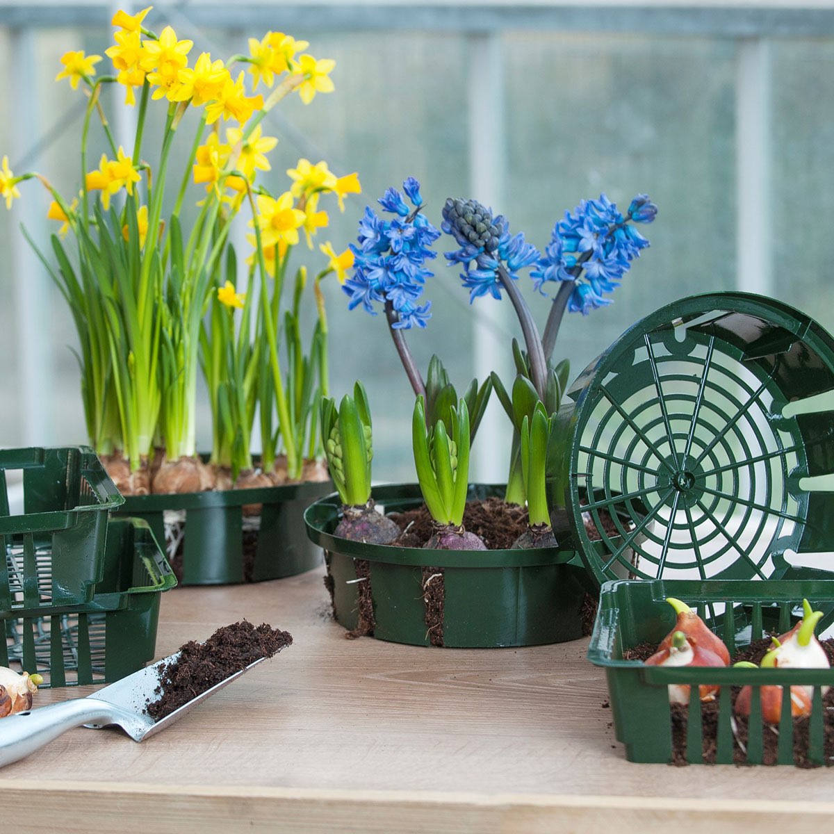 Grøn plantekurv med blomsterløg og spirer