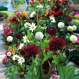 Pose med blandede blomsterløg Persian Night til 1 m² – Florex, 25 løg, blomstrer til okt/nov Billede af blandet blomsterbed fra pose med blandede blomsterløg Persian Night (Florex) til 1 m², indeholdende 25 udvalgte løg: mørkerøde og hvide dahliaer samt Acidanthera/Gladiolus, skaber tæt blomstertæppe, højde 60–100 cm