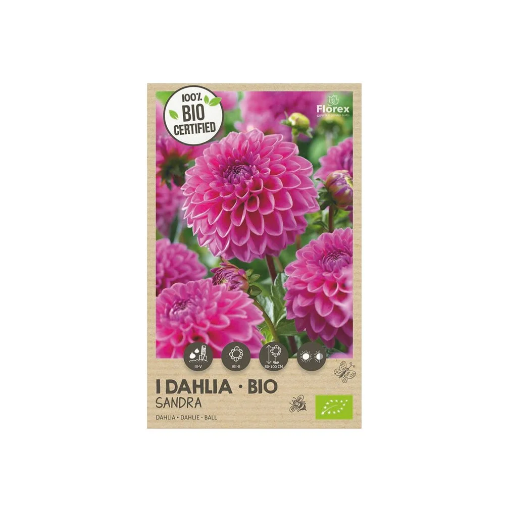 Pakke med økologiske dahlia ‘Sandra’ løg