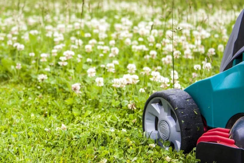 Nærbillede af et græsslåmaskinehjul på en grøn plæne dækket af hvide kløverblomster