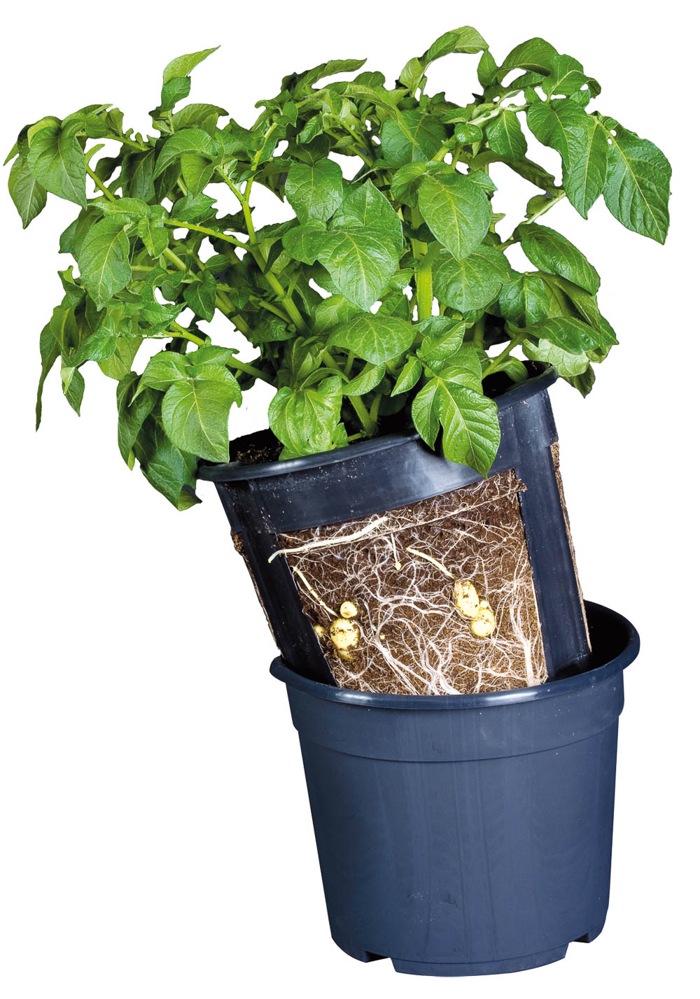 Kartoffelpotte til nem dyrkning på altan Kartoffelplante i potte med synlige rødder og knolde