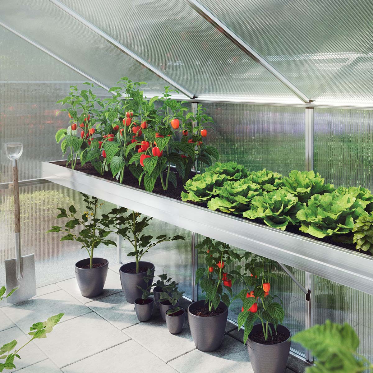 Friske salat- og peberplanter i lyst drivhus