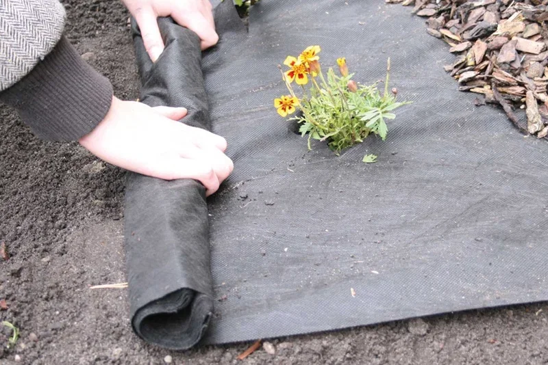 Hænder ruller ukrudtsdug ud omkring gule blomster i en havebed