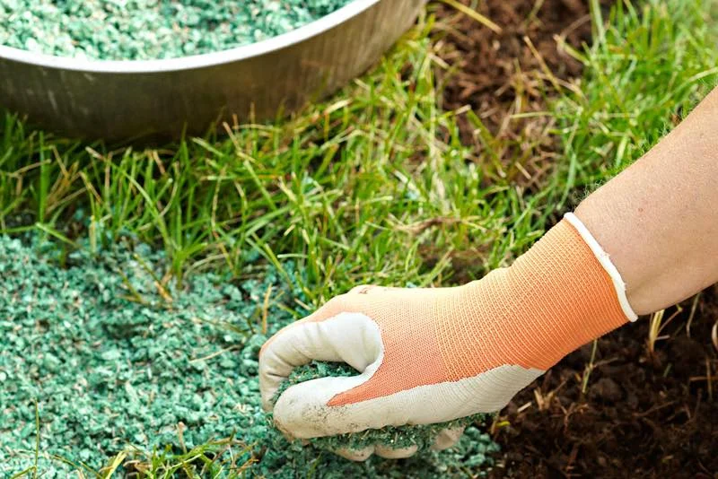 Hånd i havehandske fordeler grøn gummimuld/grus på græsplæne Nærbillede af en hånd iført orange-hvid havehandske, der spreder små grønne granuler (gummimuld/grus) fra en skål på en græsplæne