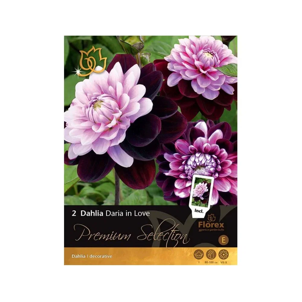 Dahlia ‘Daria in Love’ blomsterløg 2 stk Pakke med Dahlia ‘Daria in Love’ dekorative blomster