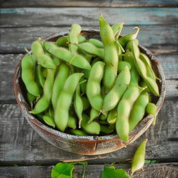 Soyabønne frø 'Edamame' - Horti Tops | Buskbønne til haven, nem at dyrke Skål med friske grønne edamame-bælge (soyabønne frø) fra Horti Tops – tykke, hårdføre buskbønner, velegnet til forspiring indendørs eller udplantning i sensommeren.