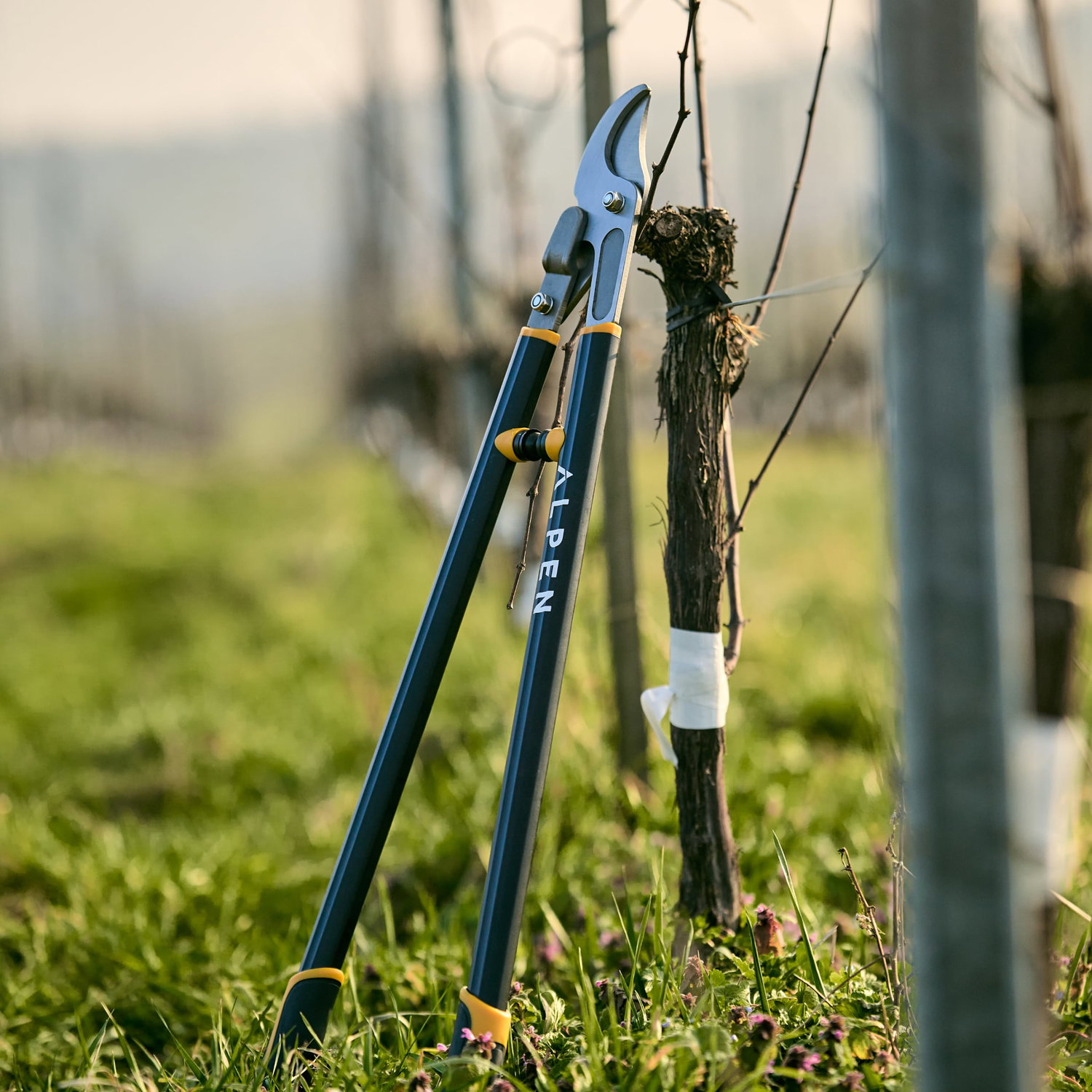 Alpen grensaks står ved vinplante i mark
