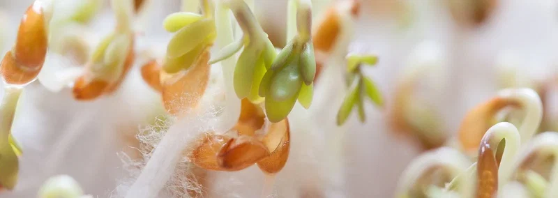 Makrofoto af grønne og brune frøspirer på tæt hold med små blade og silkefine hvide rødder, velegnet til mikrogrønt og spiring