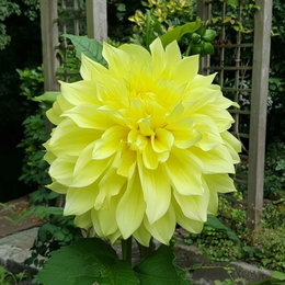 Dahlia blomsterløg Kelvin Floodlight XXL – lysende gul dahlia fra Florex, 1 stk. Stor lysende gul dahlia 'Kelvin Floodlight' fra Florex med meget tynde, næsten gennemsigtige kronblade, stor blomst op til 20 cm, robuste stængler og velegnet som snitblomst – 1 stk.