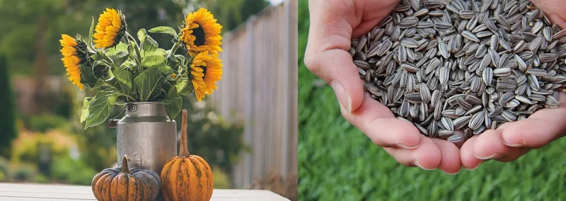 Solsikkefrø i hænder og solsikker i metalvase med små græskar - naturinspireret dekoration Hænder holder solsikkefrø over grøn græsplæne; til venstre solsikker i en metalvase og to små orange græskar på et bord