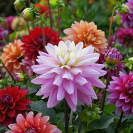 Dahlia Luca Johanna fra Florex: stor dobbelt blomst med hvid midte, blødt rosa skift og dybe lilla spidser. Perfekt som snitblomst. Plant i solrigt, veldrænet bed efter sidste frost. 1 løg.