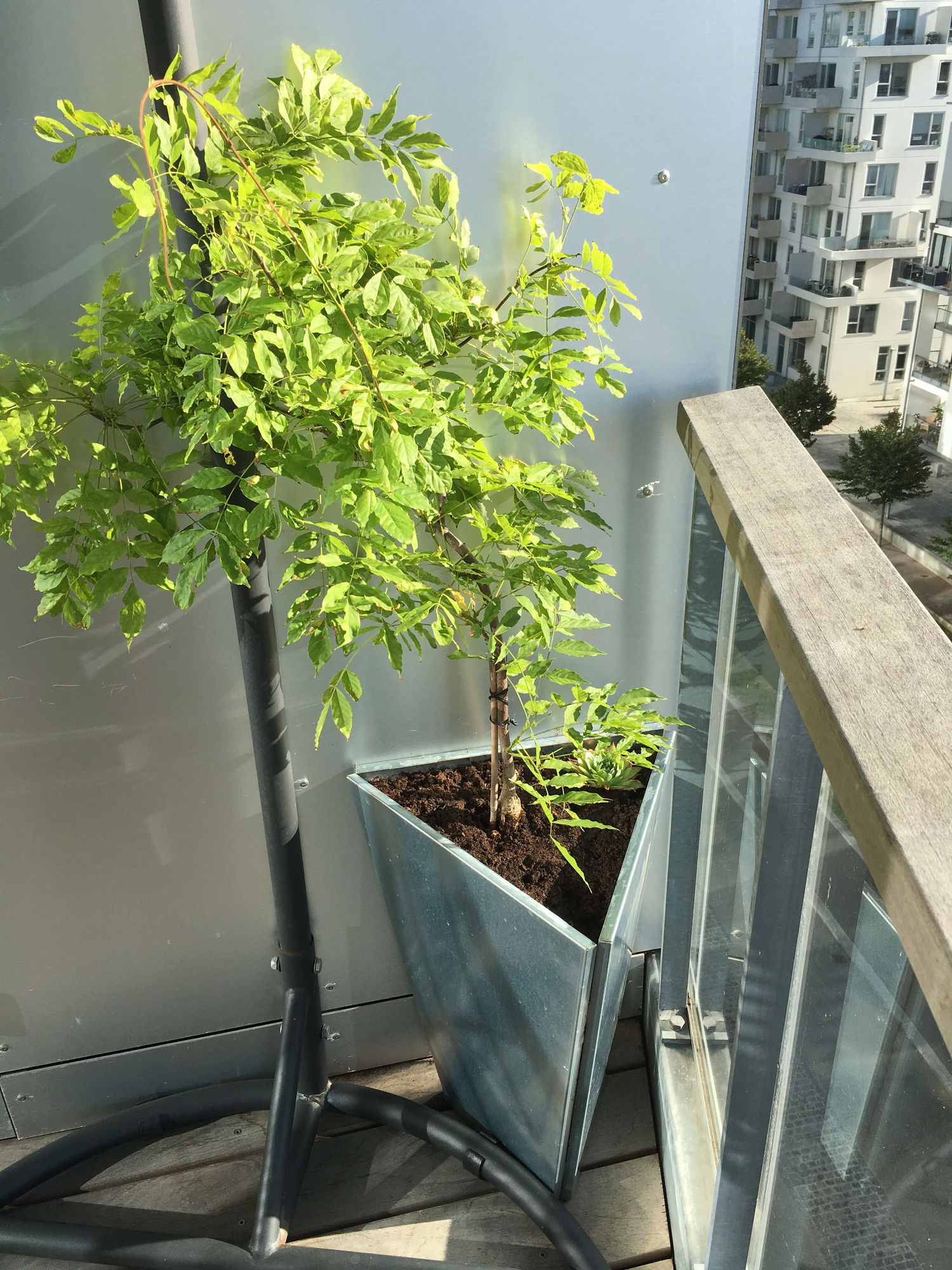 Trekantet krukke-Stor-Galvaniseret jern (Land) placeret i altanhjørne med grøn plante, galvaniseret metal plantekasse til udendørs brug