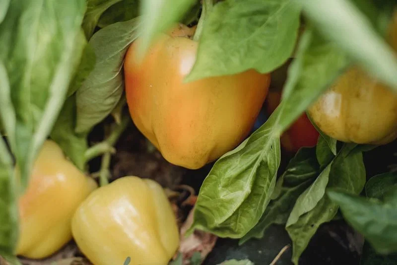Nærbillede af modne gule og orange peberfrugter hængende på planten blandt grønne blade